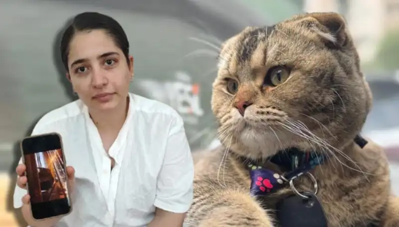 Kedicik Yüzünden Tehlikede: Evliliğin Kaderi Sahibi Olacağına Dikkat Edin!