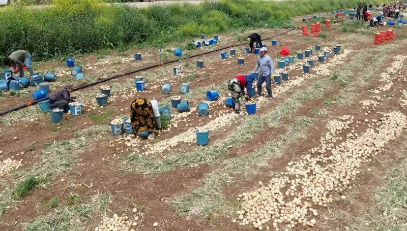 Soğan Hasadı Başladı: Fiyatlar Düşüyor ve Talep Artıyor!