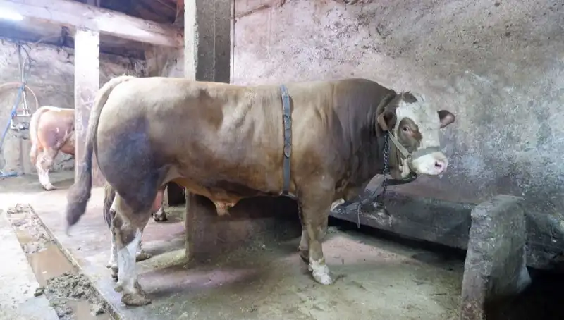 1 Ton 200 Kilo Eşsiz Ürün Satışa Sunuldu! Fiyatı Şaşırttı!