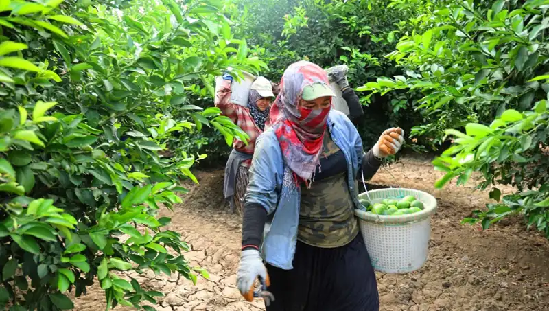 Market Fiyatları Uçuşa Geçti: 150 Liranın Üzerindeki Sebzeler İçin Zorlu Süreç Başladı