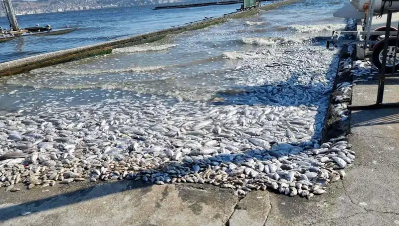 İzmir Körfezi İçin Hayaller Gerçek Oluyor: Temizleniyor!