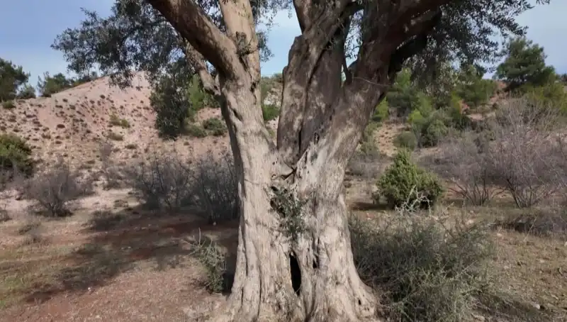 800 Yıllık Zeytin Ağacı, Tarihin İzlerini Taşıyor!