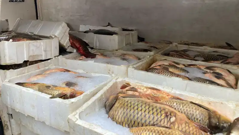 Kaçak Balık Avı Yapana Yüksek Ceza: Binlerce Lira Kaybı!