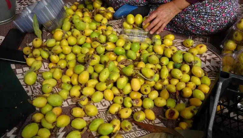 Muşmula Hasadı Başladı: Fiyatlar Şaşırtıyor, Kilosu 150 TL!