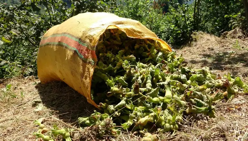 Giresun'da Fındık Hasadı Başladı: Çiftçiler Umutlu Beklentiler İçinde