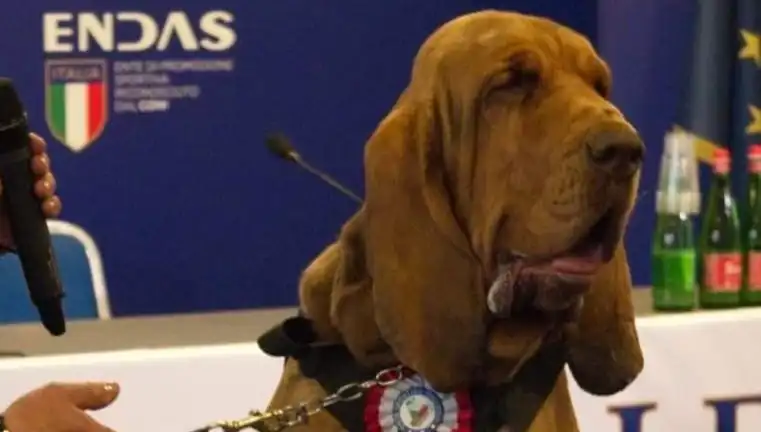Arama Köpeğine Yönelik Şok Edici Saldırı: Çivili Sosisle Katledildi