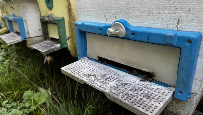 Dedesinin İyi Nasihati ile Bağcılığa Adım Attı, 1 Ton Üretim Hedefliyor
