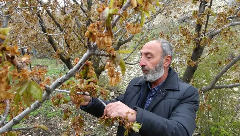 Zirai Don, Albastı Kirazını Vurarak Üreticiyi Zor Duruma Soktu