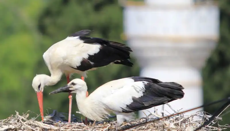 Leylek Köyü'nde Yaren Leyleği Kıskandıracak Durumlar: 8 Kat Fazla Yuva Var