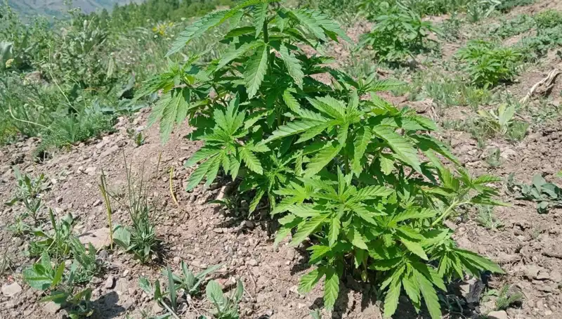 Bingöl'de Kaçak Tütün ve Kenevir Operasyonu: İki Gözaltı!