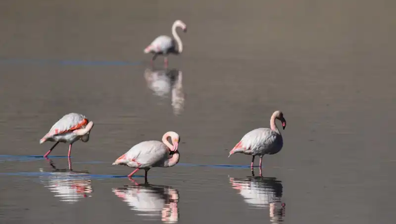 Flamingoların Cenneti Kuraklıkla Sarsıldı: Ne Oluyor?
