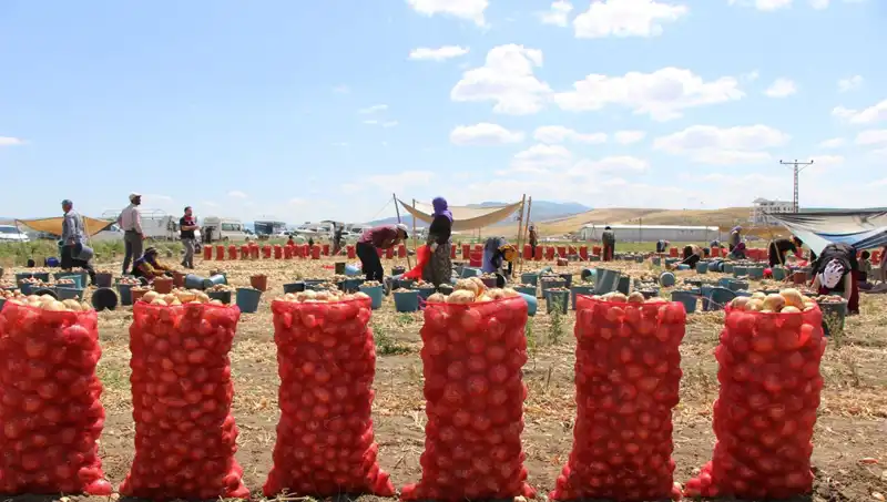 Amasya’nın Elmas gibi Elması, Avrupa ve Rusya Pazarlarında!