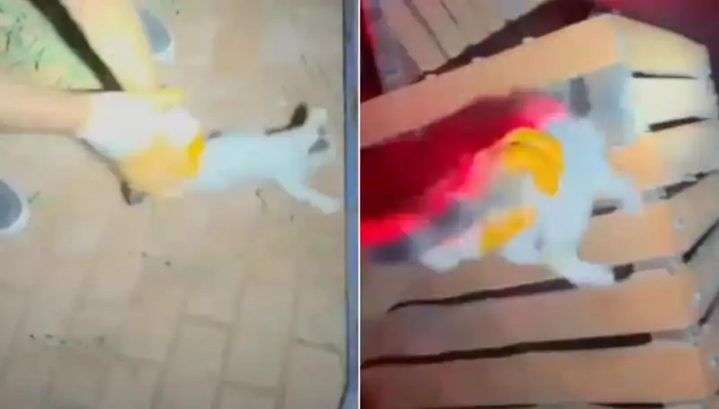 Gece Yarısı İtfaiye Ekipleri Kedi Kurtarma Operasyonu İçin Seferber Oldu