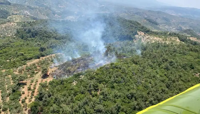 Aydın’da Dehşet: Orman Yangınıyla Baş Başa Kaldık!