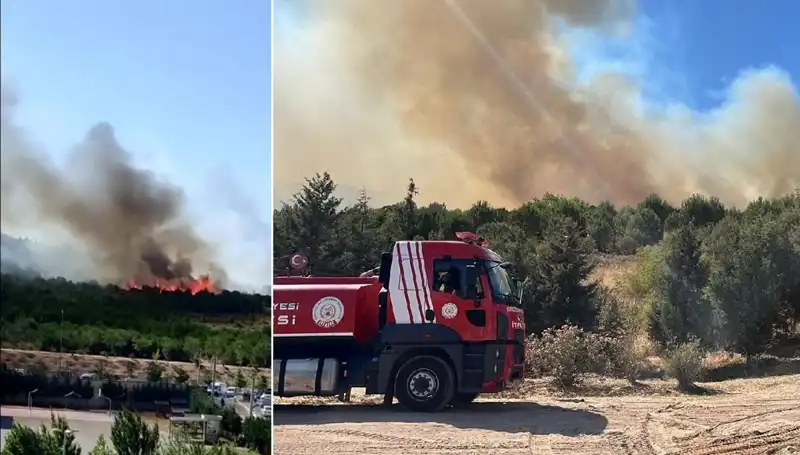 Gebze'de alevler yükseliyor: Orman Yangınının Nedeni Ne?