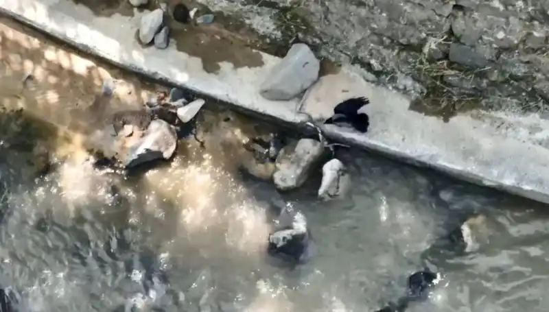Karga ile Yılan Arasında Sıradışı Bir Savaş: Doğada Hayatta Kalma Mücadelesi