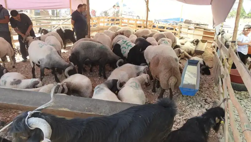Kurban Bayramı'nda Hayvan Pazarı Rüzgarı: Talep Zirveye Çıktı