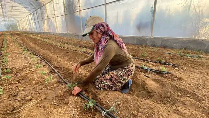 Yeni Tarım Projesi: Fideler Toprakla Buluştu, Çiftçilerin Umudu Oldu