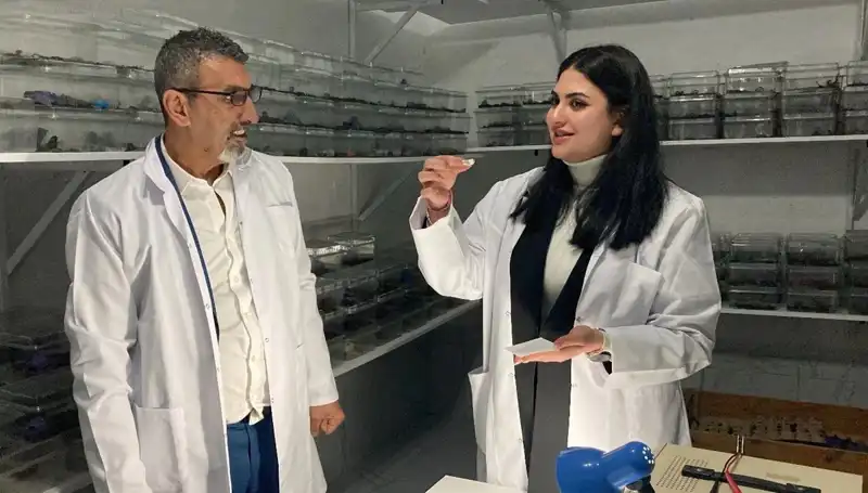 Akrep Zehri ile Tatlı Bir Deneyim: Şeker Üzerine Damlatılıyor!