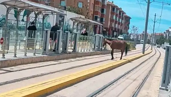 Eskişehir Tramvay Raylarında Başını Boş Bırakan At Şaşkınlığına Neden Oldu
