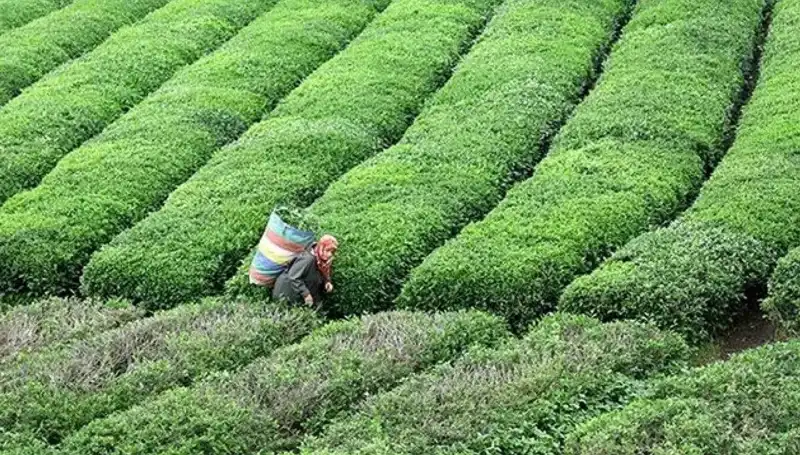 ÇAYKUR Bayramda Da Yaş Çay Alımını Sürdürüyor! Çay Severlere Müjde