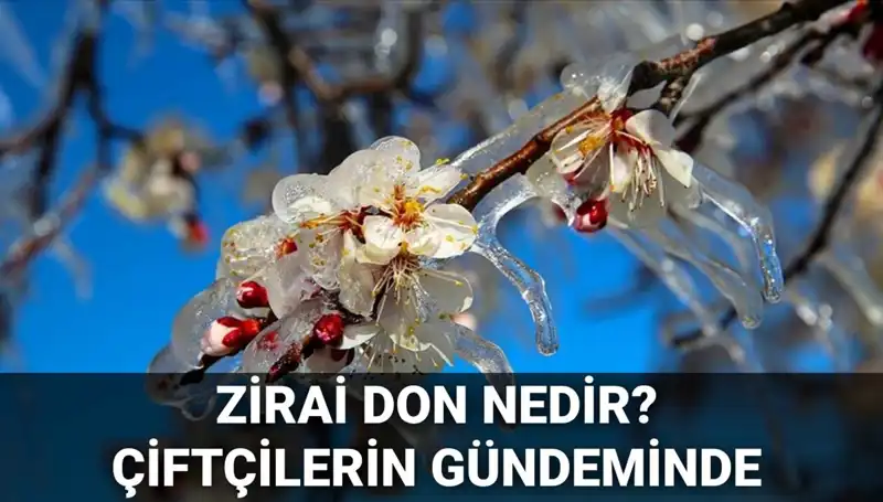 Zirai Don Olayı: Çiftçilerin Korkulu Rüyası ve Etkileri