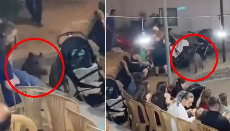 Düğün Töreninde Yaban Domuzu Sürprizi: Misafirler Şok Geçirdi!
