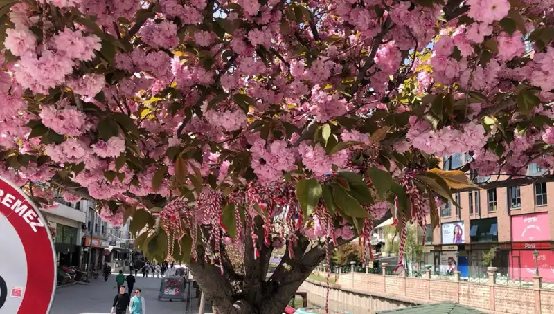 Martenitsa Geleneği: Süs Erik Ağacına Bağlanan Anlam ve Güzellik
