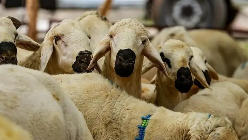 Kurban Bayramı 2025: Kurban Kesmek Farz Mı? Bilmeniz Gerekenler