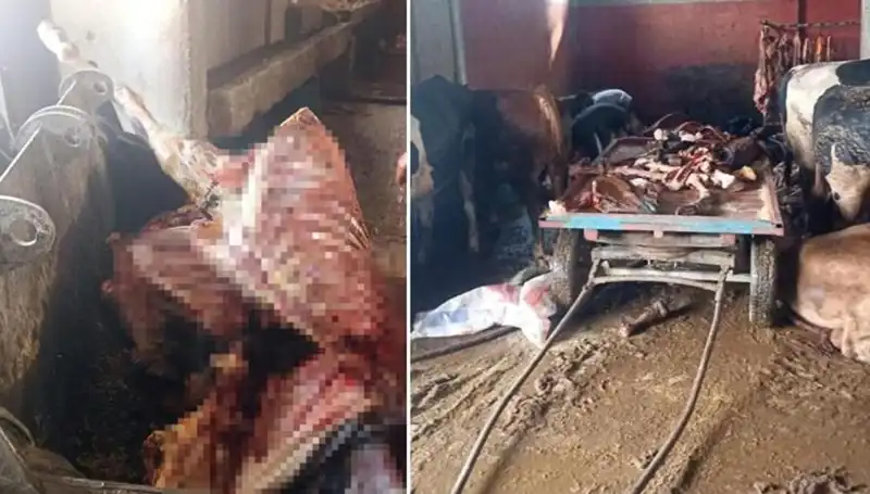 Adana’da Şok Olay: 2,5 Ton At Eti Ele Geçirildi!