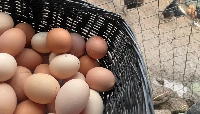 Okullar Açılırken: En Ucuz Protein Nerede Bulunuyor?