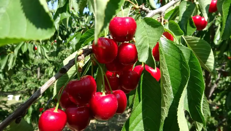 Geçmişin Tadı: Çay Bardağına Sığmayan Hasat Zamanı Geldi