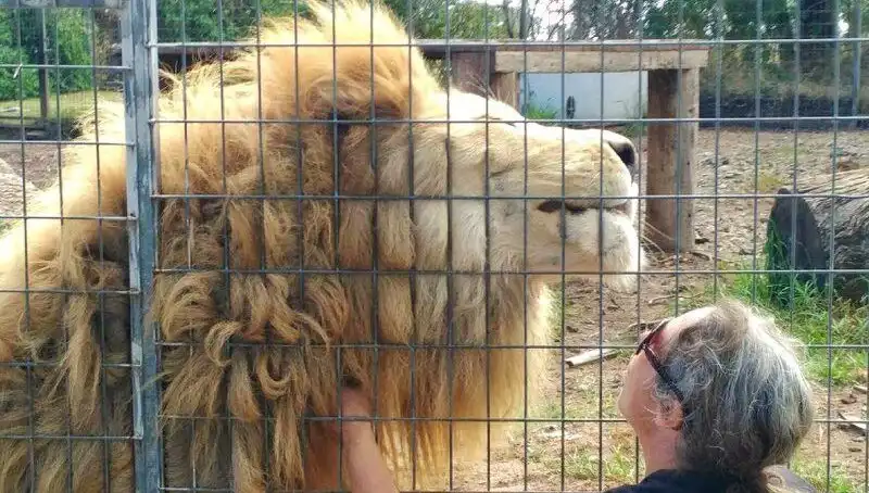 Avustralya'da Aslan Saldırısı: Kadının Kolunu Kafesten Kapması Şok Yarattı