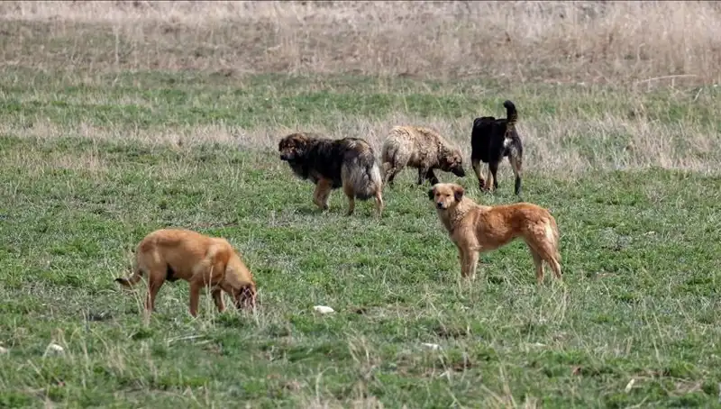 Ankara'da Sahipsiz Köpeklere Yönelik Yeni Ceza Uygulaması Nedir?
