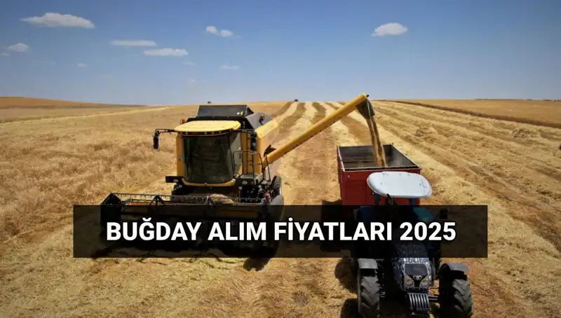 TMO Hububat Alım Ücretleri Ne Zaman Yatacak? 2025 Fiyatları Açıklandı!