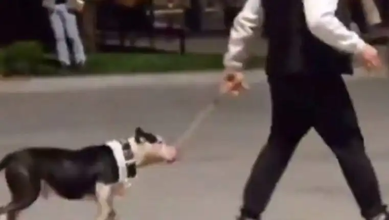 Ağızlıksız Pitbull’un Diğer Köpeklere Saldırması: Sahibine Cezai İşlem