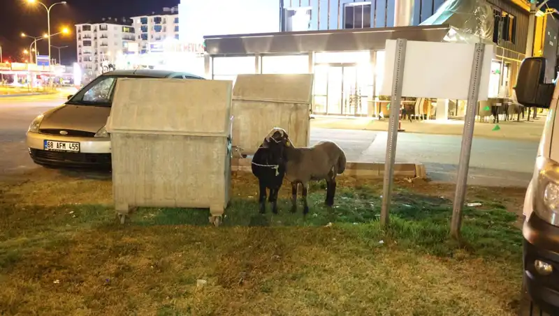 Mor Karaman Koyunları Yolda Bahtsızlığa Terk Edildi