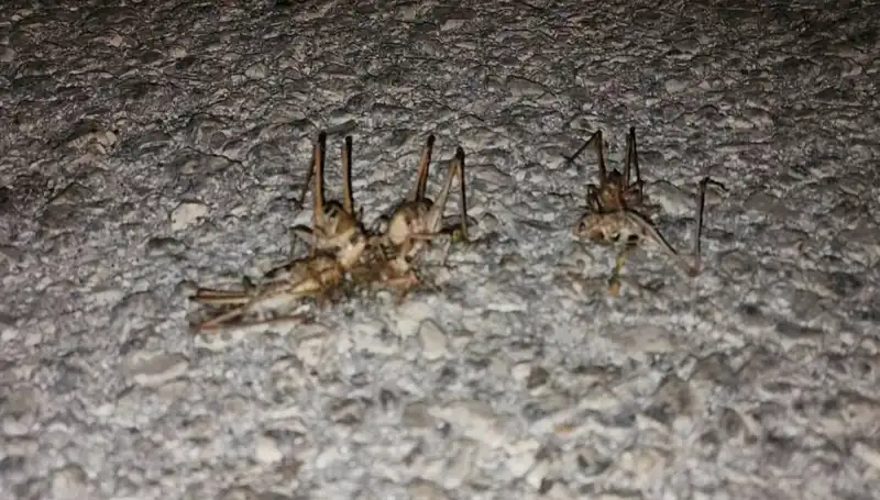 Yüzlerce Çekirge Şehirde Yol Alıyor: Ne Yapmalıyız?