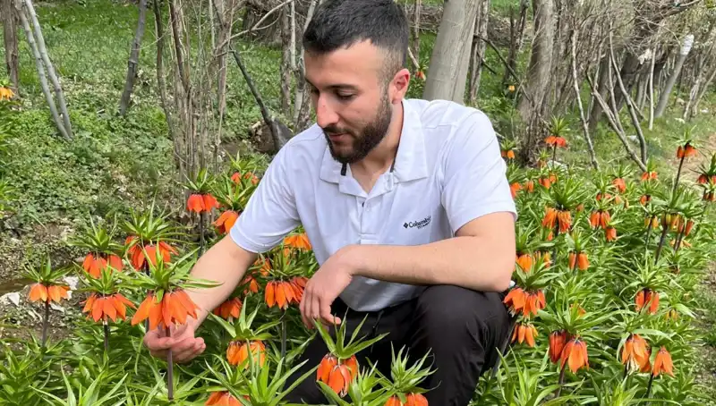 Ağlayan Gelin: Doğanın Nadir Güzelliği, Koruma Altında!