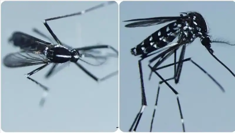 Chikungunya Virüsü Hakkında Bilmeniz Gereken Her Şey ve Görüldüğü Ülkeler