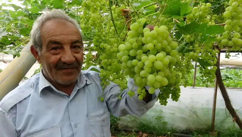 Zirai Donun Meyve Fiyatlarına Etkisi: İlk Ürünler 250 TL'den Satılıyor