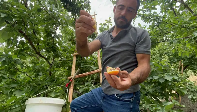 Tadı Damağınızı Bırakacak Lezzet: Fiyatı Şaşırtıyor!