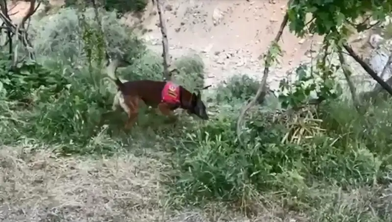 Dere Kenarında Saklanan Gizli Esrarı Dedektör Köpek Buldu