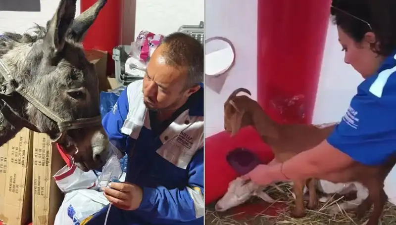 Yangın Mağduru Eşeğe Oksijen Maskeli Tedavi Uygulandı