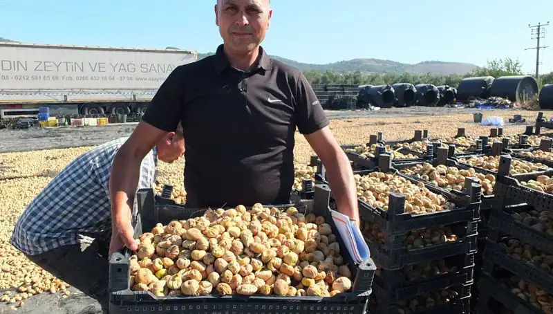Balıkesir’de Hasat Zamanı: Çin ve Rusya’ya Balık İhracatı Artıyor