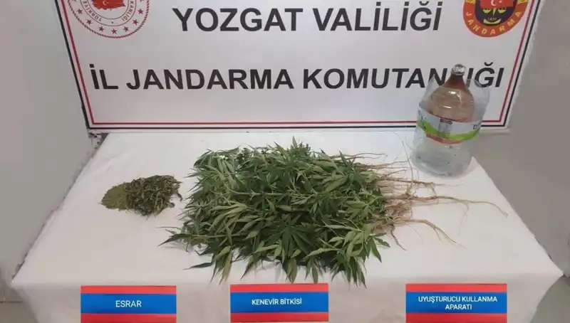 Yozgat'ta 40 Kök Kenevir Ele Geçirildi: Uyuşturucu İle Mücadelede Yeni Bir Başarı