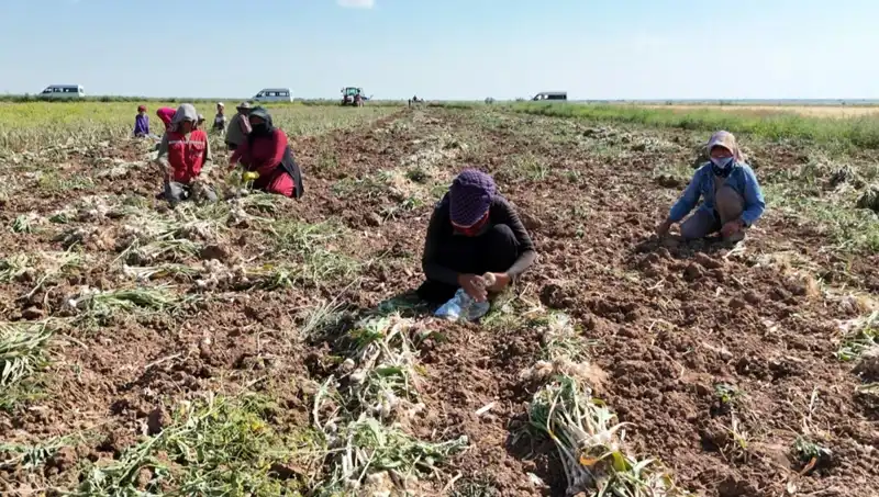 Rusya, Almanya ve İspanya'nın Birlikteliğiyle Yeni Antibiyotik Hasadı Başladı
