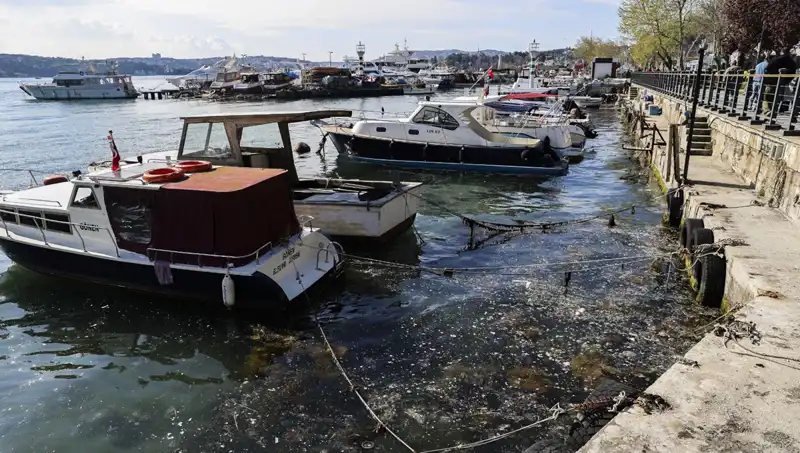 İstanbul'da Müsilaj Alarmı: Denizlerimizdeki Tehdit Yeniden Ortaya Çıktı