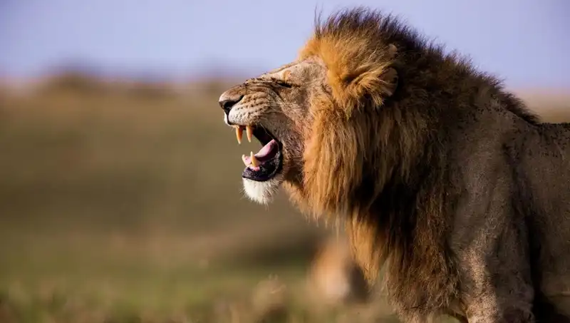14 Yaşındaki Kızın Aslan Saldırısında Hayatını Kaybetmesi: Trajik Olayın Ayrıntıları
