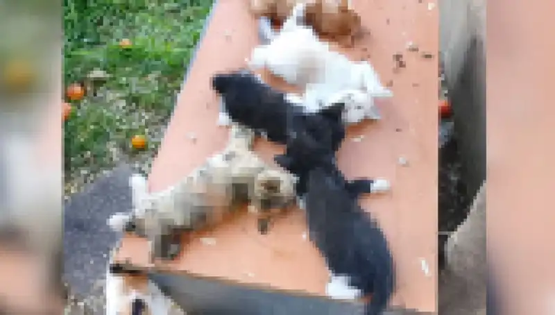 Bursa'da Yavru Kedi Katliamı: 8 Hayvanın Hayatına Son Verildi